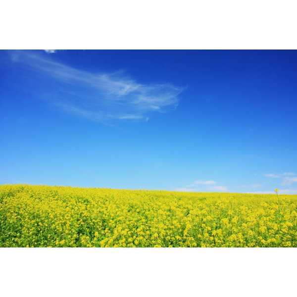 August Grove® Yellow Mustard Field by Wrapped Canvas Photograph Wayfair